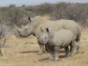White Rhinoceros