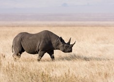 Black Rhinoceros